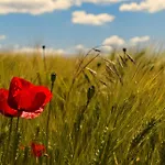 Landpension Am Sommerhang *