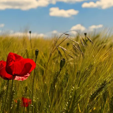 Landpension Am Sommerhang Apartamento Bad Rippoldsau-Schapbach