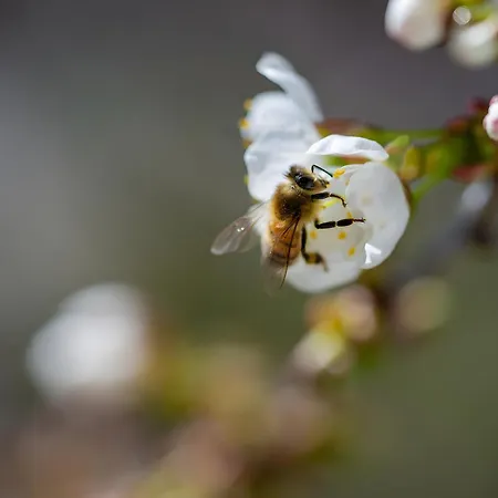 Landpension Am Sommerhang Apartamento *
